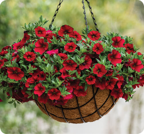 LIA Calibrachoa for hanging baskets