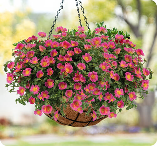 PAZZAZ Portulaca for hanging basket