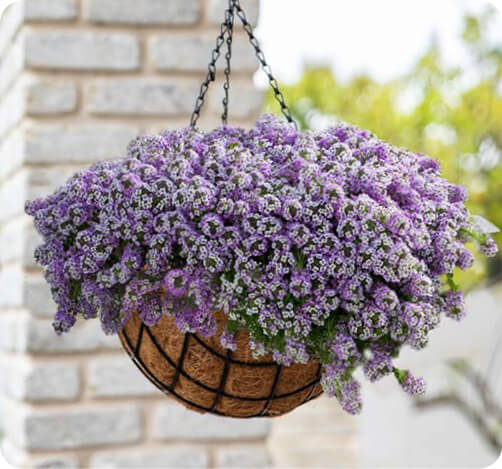 STREAM Lobularia for hanging baskets