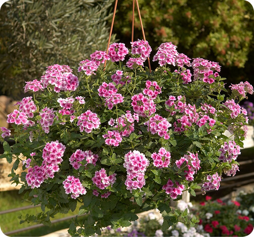 VANESSA Verbena for hanging baskets