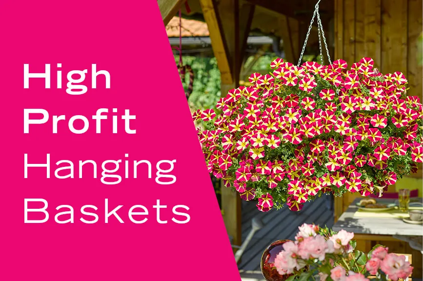 high profit hanging basket annuals