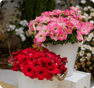 compact quarts petunia capella