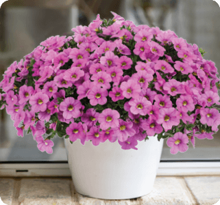 compact calibrachoa colibri