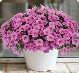 compact calibrachoa colibri