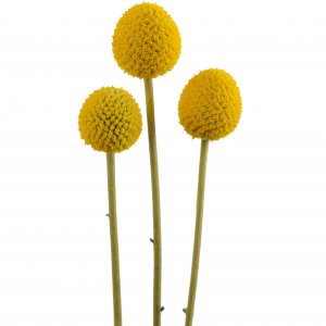 Craspedia-Globe-Stem