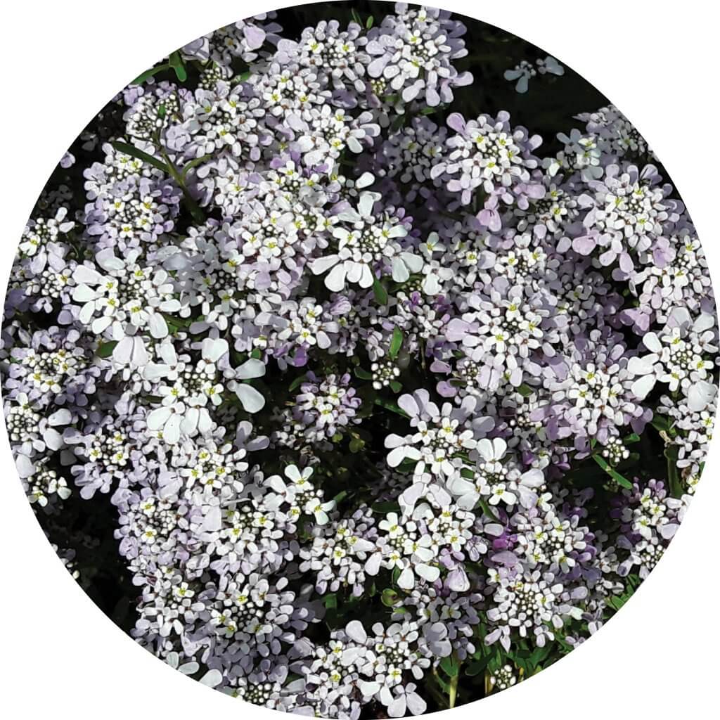 FIRST FLUSH™ COMPACT LILAC Danziger