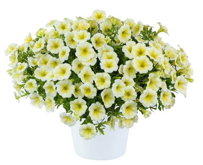 CAPELLA™ Soft Yellow - Danziger