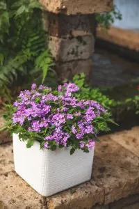 Verbena Verbena