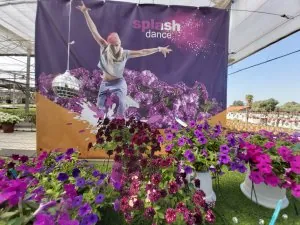 SPLASH DANCE™ petunia SPLASH DANCE™ petunia