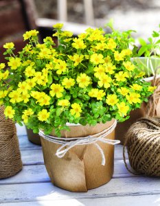 PAZZAZ™ VIVID YELLOW PAZZAZ™ VIVID YELLOW