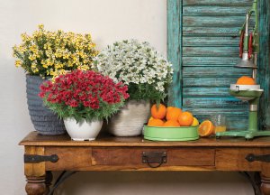 NESIA™ Nemesia NESIA™ Nemesia