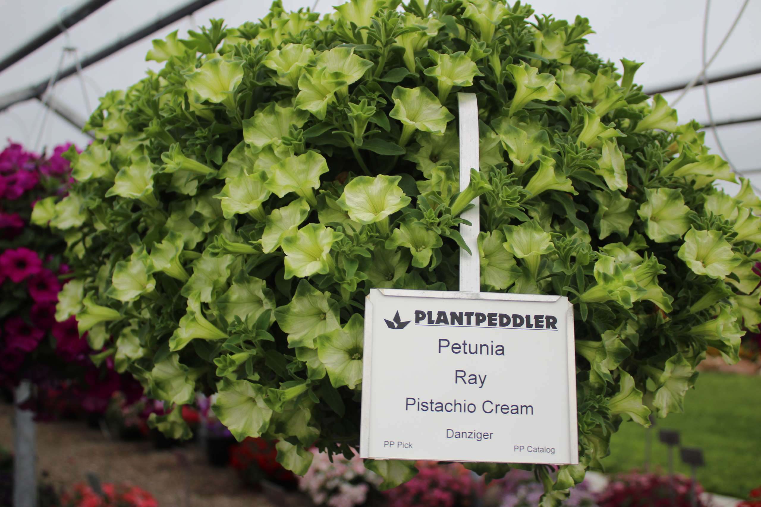 Pistachio Cream Ray™ Danziger