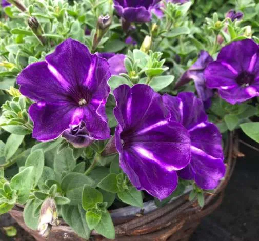 Cascadias™ Purple Gem