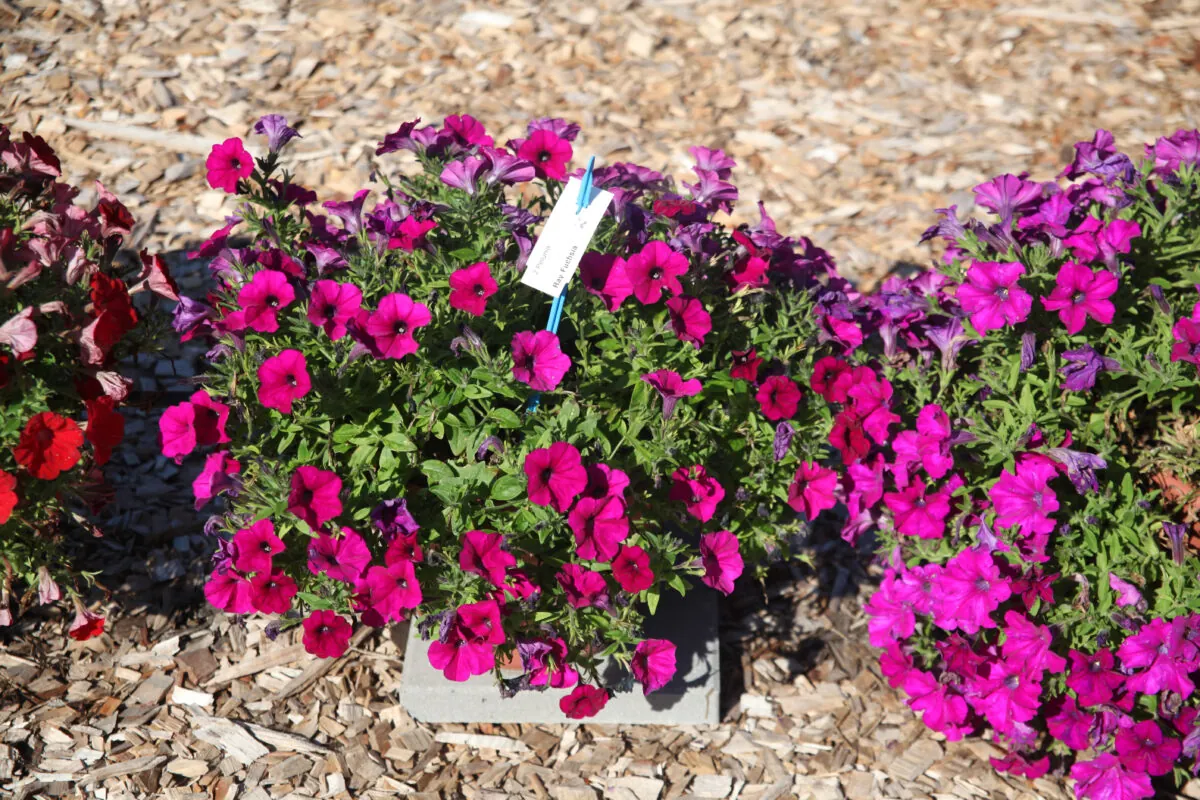 Fuchsia Ray™