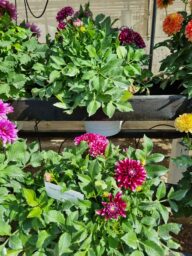 Darlin’™ Burgundy Lace