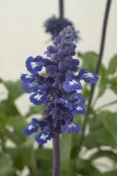 Sallyfun™ Blue Emotion