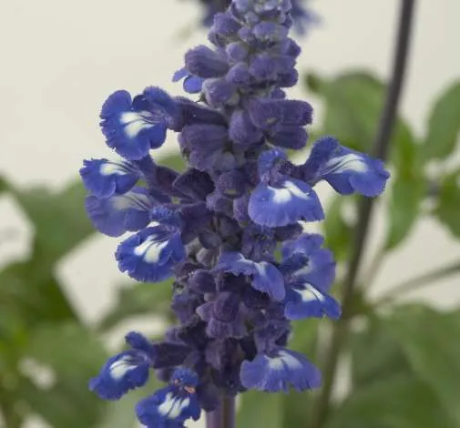 Sallyfun™ Blue Emotion