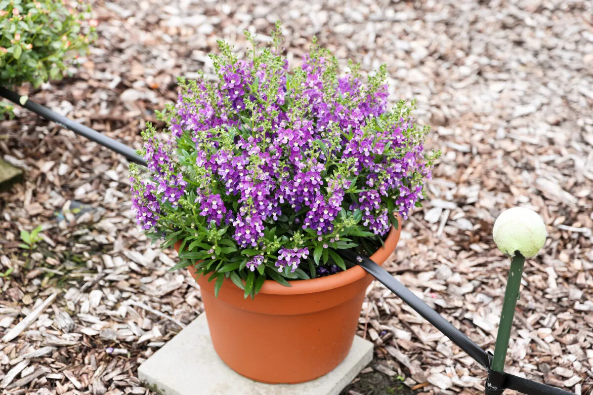 Alonia™ Violet
