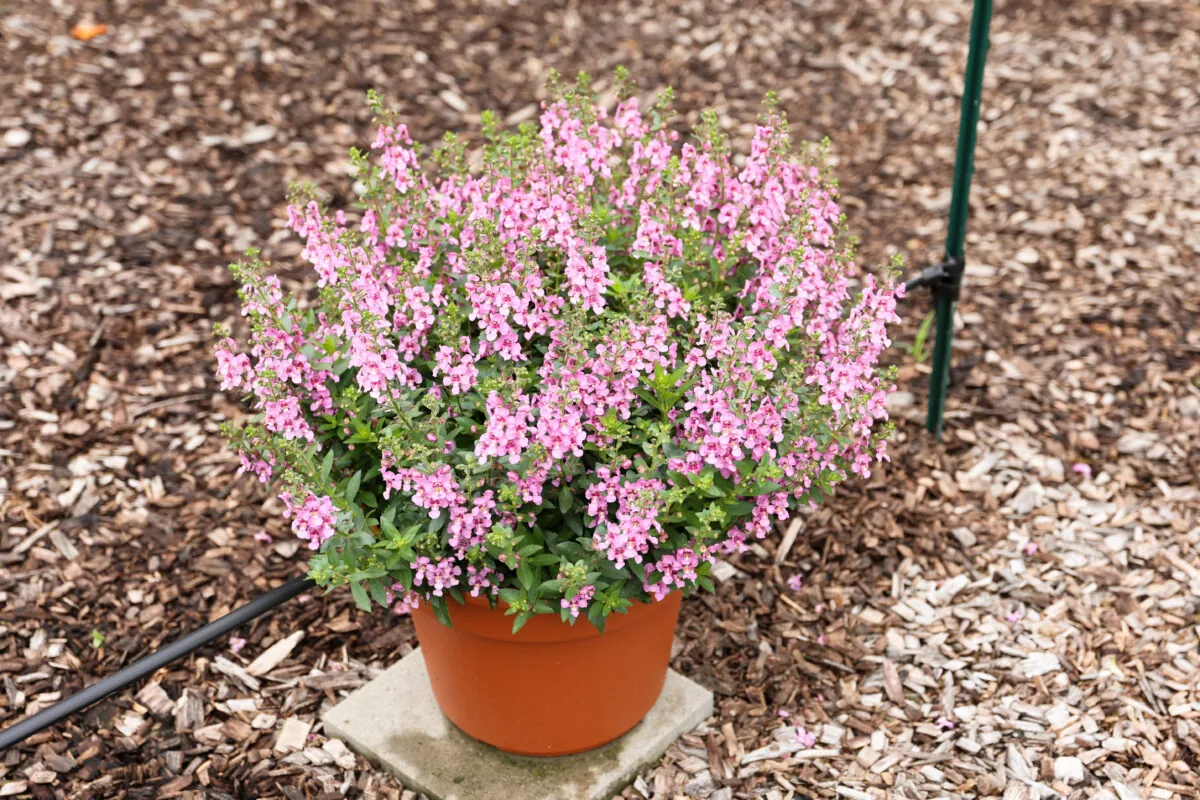 Alonia™ Pink Flirt