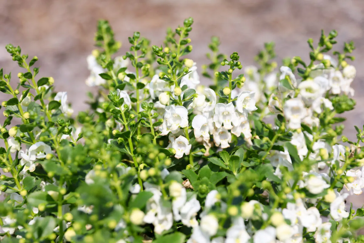 Alonia™ Snowball