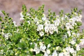 Alonia™ Snowball