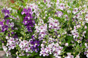 Alonia™ Bicolor Violet