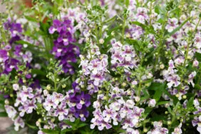 Alonia™ Bicolor Violet