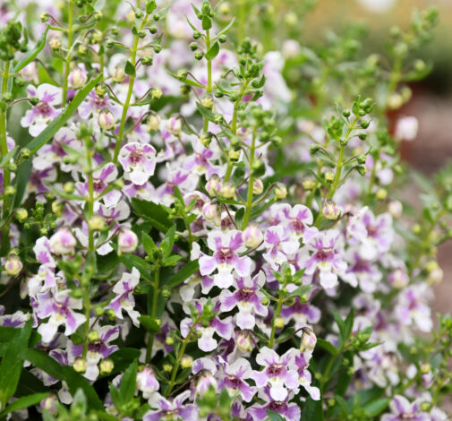 Alonia™ Bicolor Violet