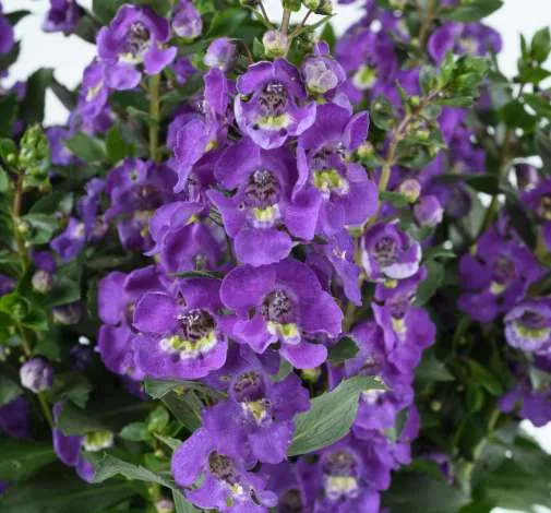 Alonia™ Dark Lavender