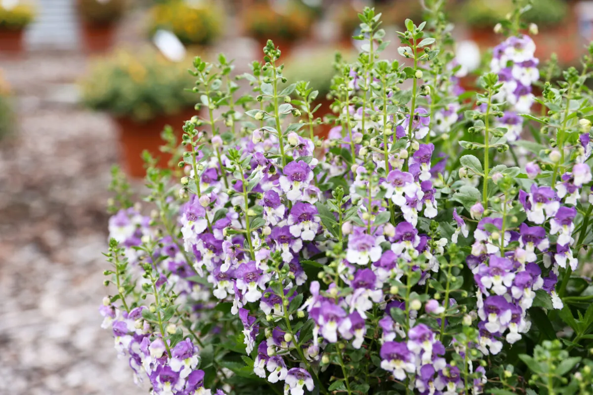 Alonia™ Big Bicolor Purple