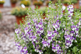 Alonia™ Big Bicolor Purple