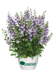 Alonia™ Big Bicolor Purple