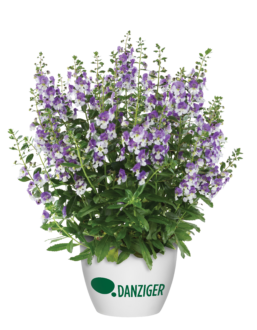 Alonia™ Big Bicolor Purple