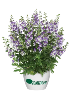 Alonia™ Big Bicolor Purple