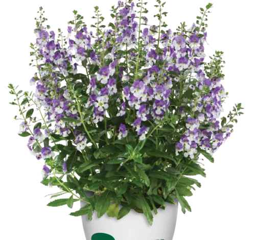 Alonia™ Big Bicolor Purple