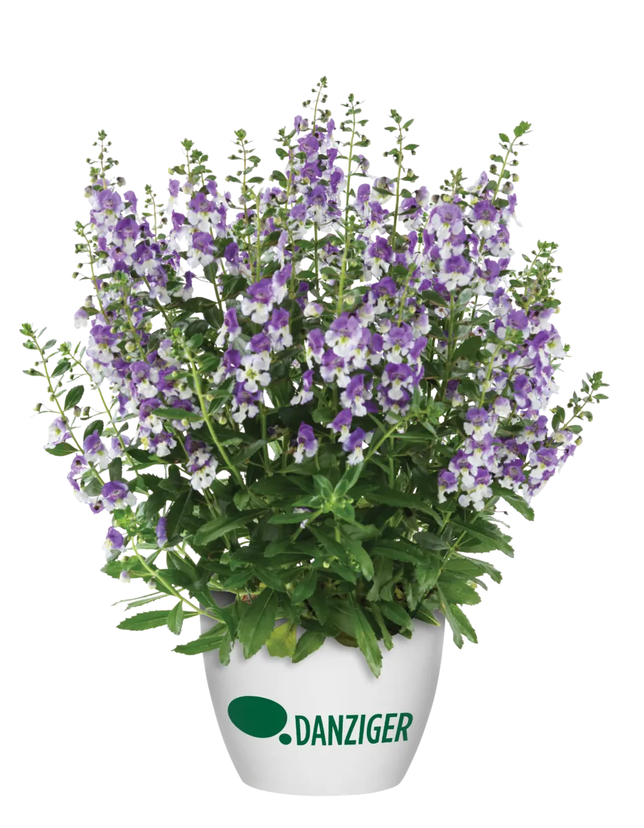 Alonia™ Big Bicolor Purple