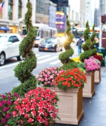 Musica® Bicolor Dark Red