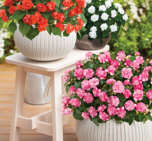 Musica® Bicolor Pink