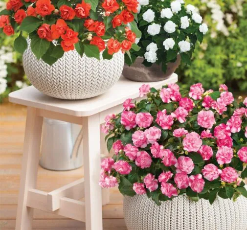 Musica® Bicolor Pink