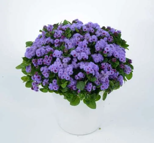 AGUILERA™ VIOLET