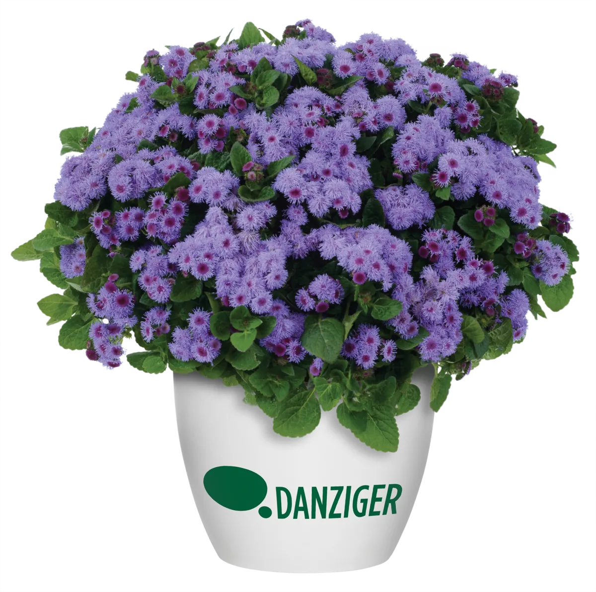 AGUILERA™ VIOLET