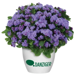 AGUILERA™ VIOLET