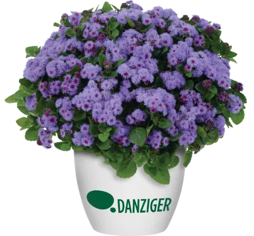 AGUILERA™ VIOLET