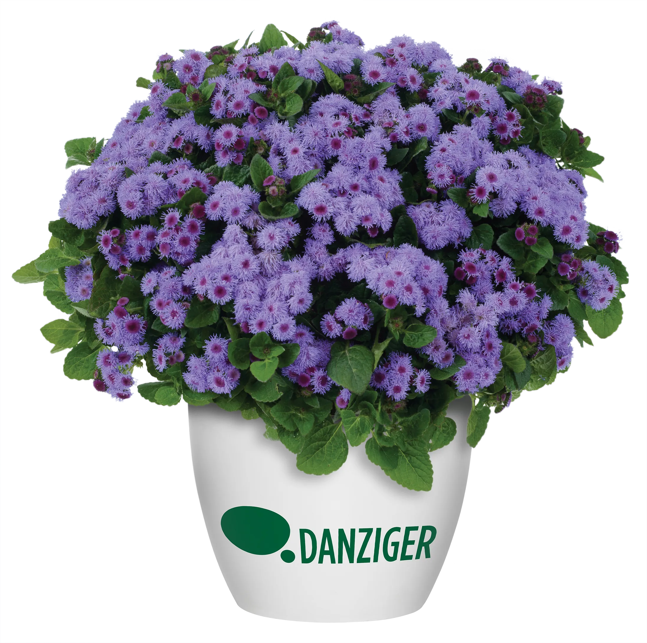 AGUILERA™ VIOLET - Danziger