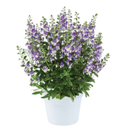 Alonia™ Big Bicolor Purple