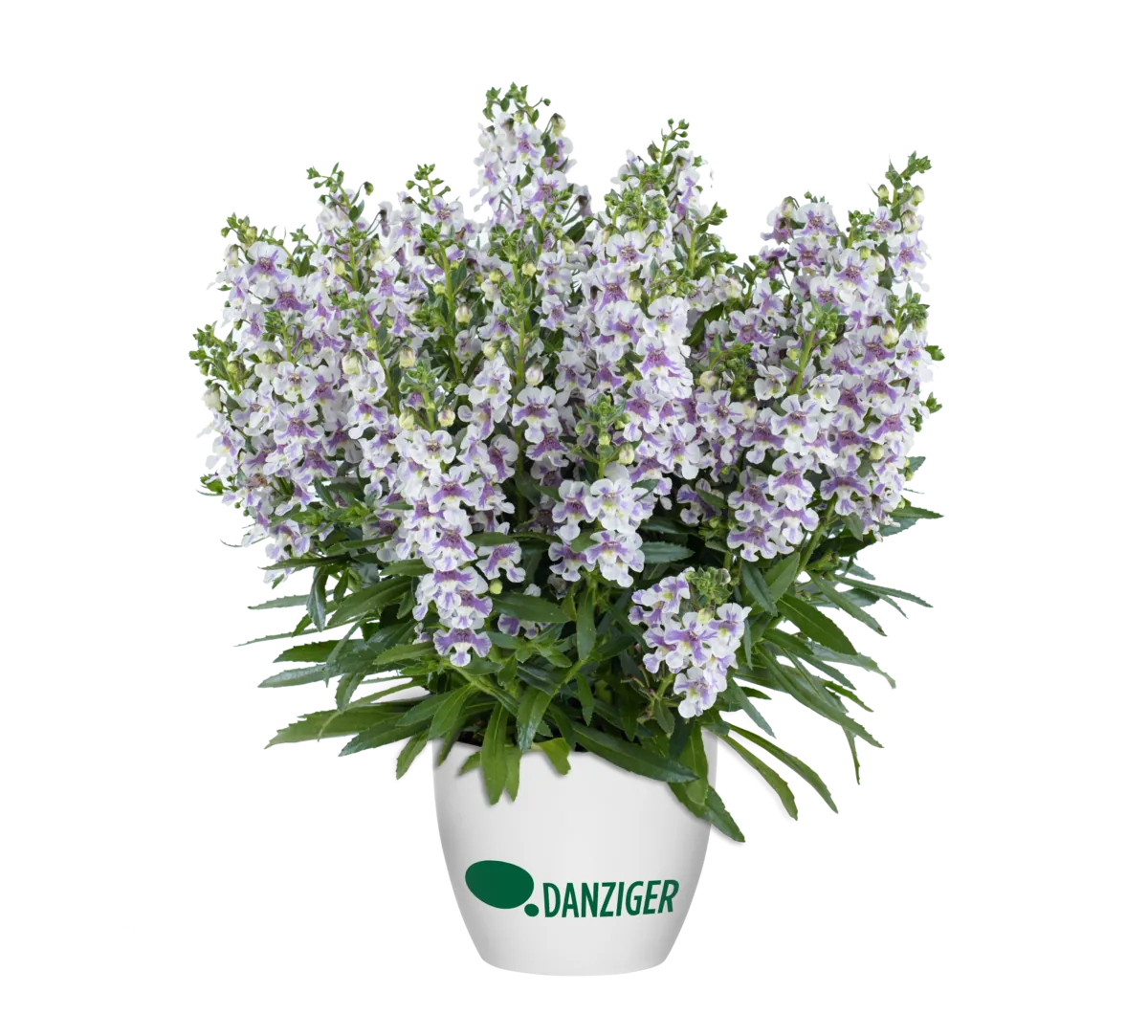 Alonia™ Bicolor Violet