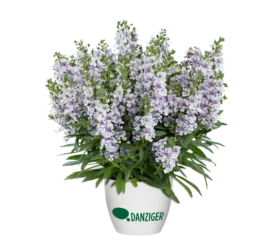 Alonia™ Bicolor Violet