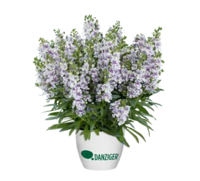 Alonia™ Bicolor Violet