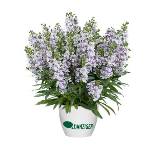 Alonia™ Bicolor Violet