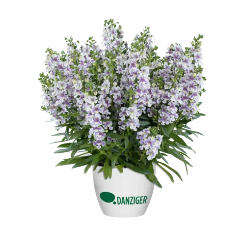 Alonia™ Bicolor Violet